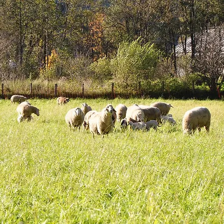 Farm stay Bio Bauernhof Hintermanngutl Gadaunern